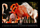 Welt der Tiere Fotokalender 2027 - 5
