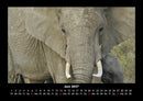 Welt der Tiere Fotokalender 2027 - 6