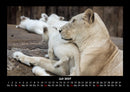 Welt der Tiere Fotokalender 2027 - 7