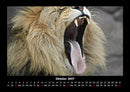 Löwen in der Wildnis Fotokalender 2027 - 10