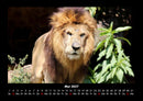 Löwen in der Wildnis Fotokalender 2027 - 5