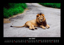 Löwen in der Wildnis Fotokalender 2027 - 6