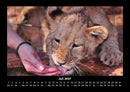 Löwen in der Wildnis Fotokalender 2027 - 7