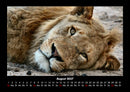 Löwen in der Wildnis Fotokalender 2027 - 8