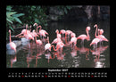 Vögel Fotokalender 2027 - 9
