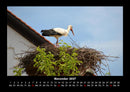 Vögel Fotokalender 2027 - 11