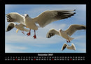 Vögel Fotokalender 2027 - 12