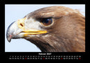 Vögel Fotokalender 2027 - 2