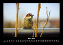 Vögel Fotokalender 2027 - 3