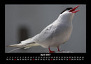 Vögel Fotokalender 2027 - 4