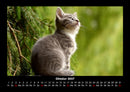 Für Katzenfreunde Fotokalender 2027 - 10