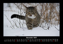 Für Katzenfreunde Fotokalender 2027 - 11