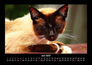 Für Katzenfreunde Fotokalender 2027 - 6
