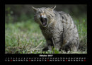 Für Katzenfreunde Fotokalender 2027 - 10