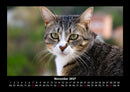 Für Katzenfreunde Fotokalender 2027 - 11