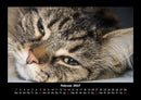 Für Katzenfreunde Fotokalender 2027 - 2