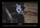 Für Katzenfreunde Fotokalender 2027 - 6