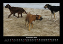 Hundezauber Fotokalender 2027 - 9