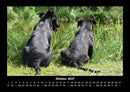 Hundezauber Fotokalender 2027 - 10