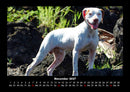 Hundezauber Fotokalender 2027 - 11