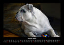 Hundezauber Fotokalender 2027 - 1