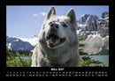 Hundezauber Fotokalender 2027 - 3
