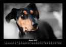Hundezauber Fotokalender 2027 - 8