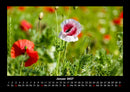 Blumenkalender Fotokalender 2027 - 1