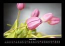 Blumenkalender Fotokalender 2027 - 6