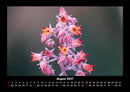Bilder der Natur Fotokalender 2027 - 8