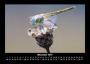 Natur Fotokalender 2027 - 11