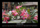 Blumen & Pflanzen Fotokalender 2027 - 12