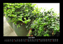 Blumen & Pflanzen Fotokalender 2027 - 6