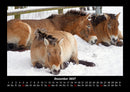 Die Welt der Pferde Fotokalender 2027 - 12