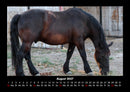 Die Welt der Pferde Fotokalender 2027 - 8
