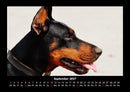 Hundezauber Fotokalender 2027 - 9