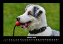 Hundezauber Fotokalender 2027 - 10