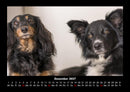 Hundezauber Fotokalender 2027 - 12