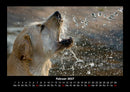 Hundezauber Fotokalender 2027 - 2