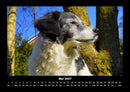 Hundezauber Fotokalender 2027 - 5