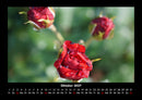 Rosen-Kalender Fotokalender 2027 - 10
