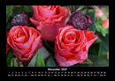 Rosen-Kalender Fotokalender 2027 - 11