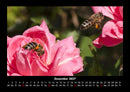 Rosen-Kalender Fotokalender 2027 - 12