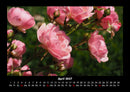 Rosen-Kalender Fotokalender 2027 - 4