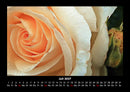 Rosen-Kalender Fotokalender 2027 - 7
