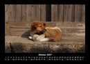 Der Hundekalender Fotokalender 2027 - 10