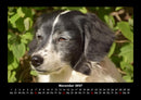 Der Hundekalender Fotokalender 2027 - 11