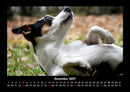 Der Hundekalender Fotokalender 2027 - 12