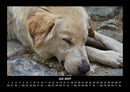 Der Hundekalender Fotokalender 2027 - 7