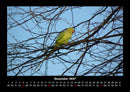 Vögel Fotokalender 2027 - 12